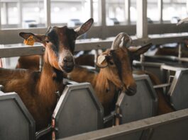 goat in fold in barn