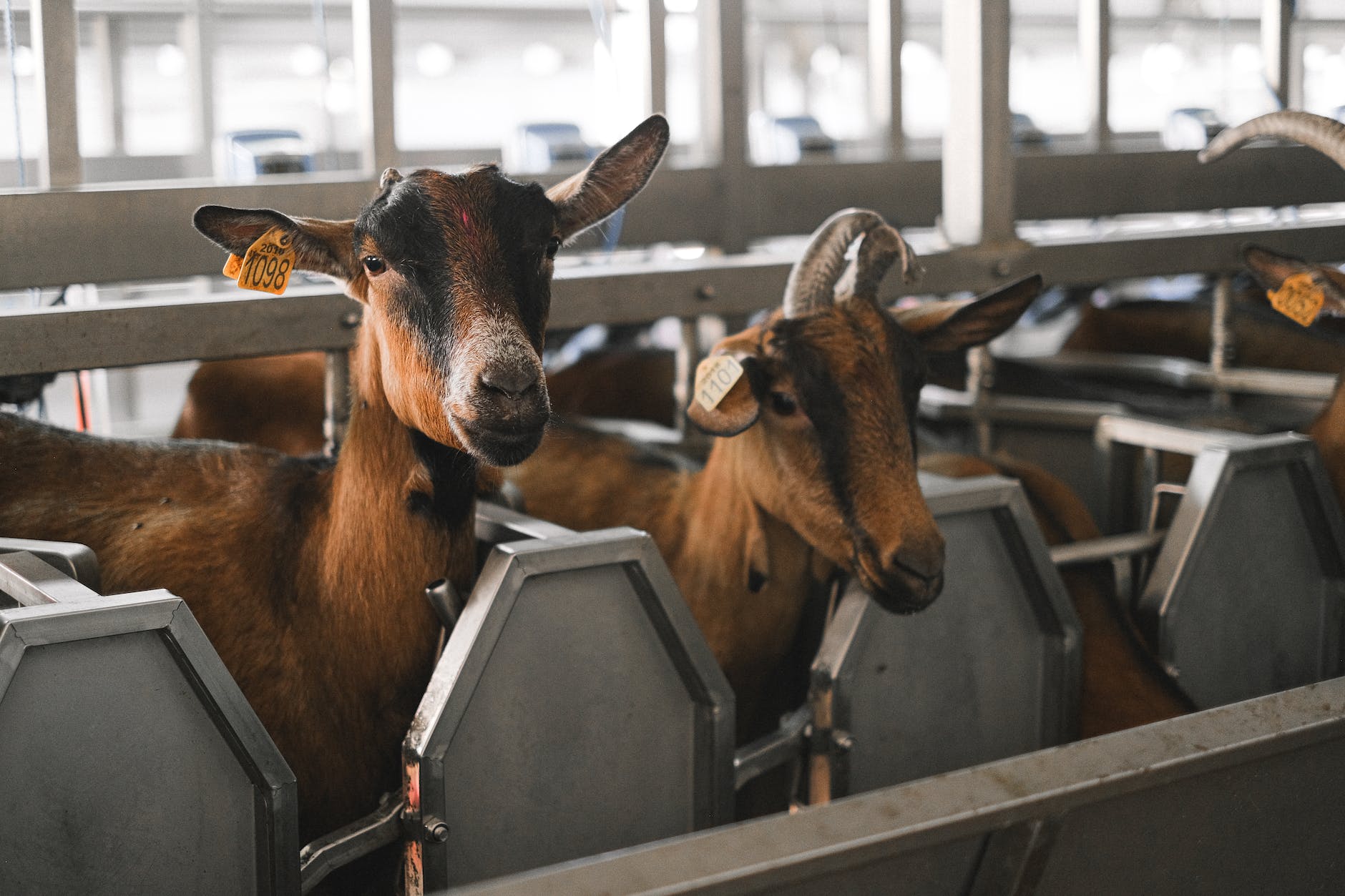 goat in fold in barn